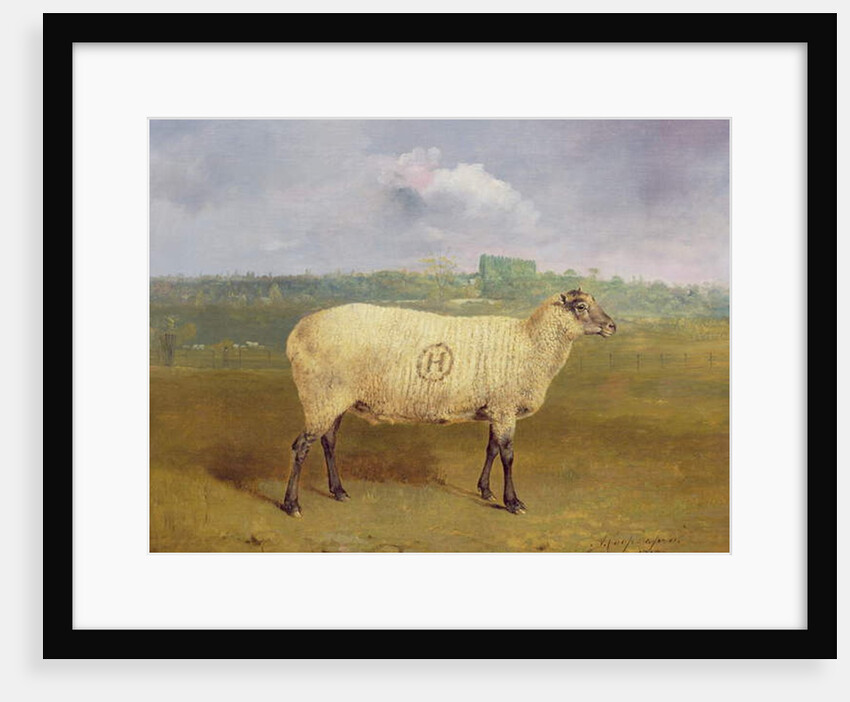 A Prize Ewe with monogram 'H', belonging to Mr J.A. Houblon, Hallingbury Place, Essex, 1812 by Abraham Cooper