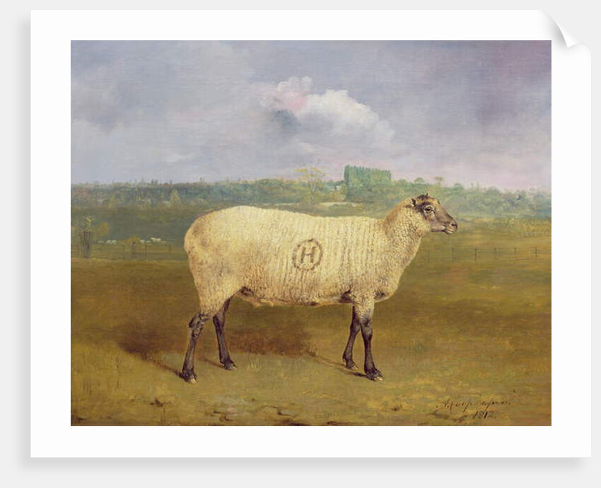 A Prize Ewe with monogram 'H', belonging to Mr J.A. Houblon, Hallingbury Place, Essex, 1812 by Abraham Cooper