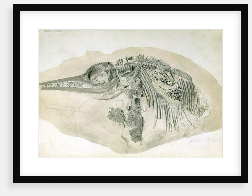 Young Ichthyosaurus from Lyme Regis by English School