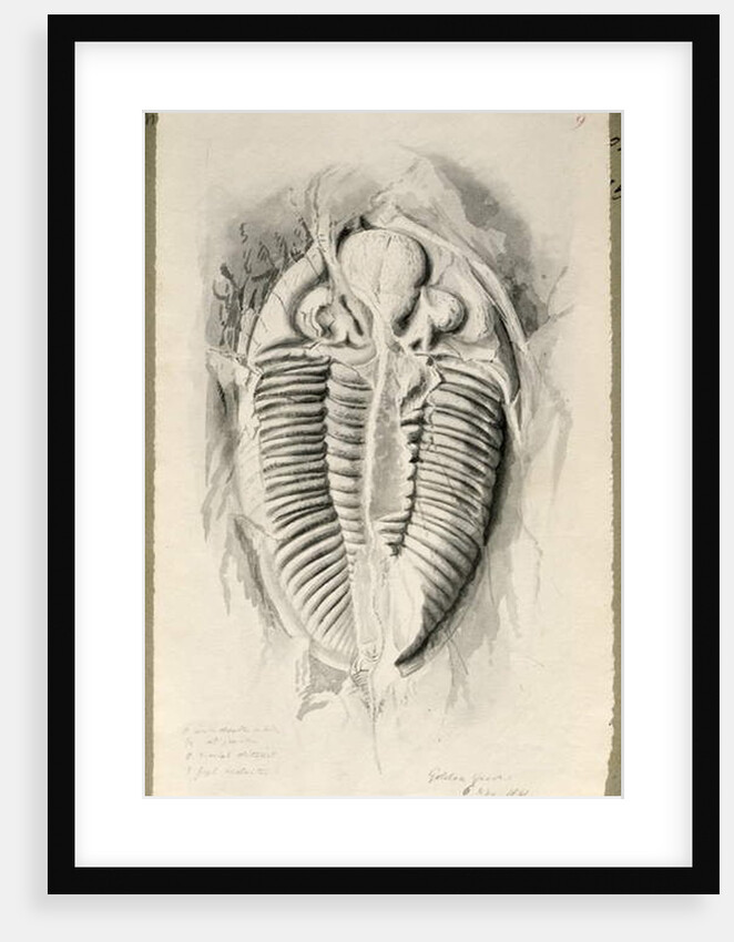 Trilobite from Golden Grove, 6th November 1841 by John Phillips