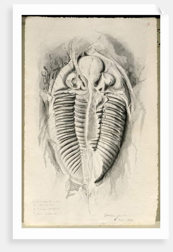 Trilobite from Golden Grove, 6th November 1841 by John Phillips