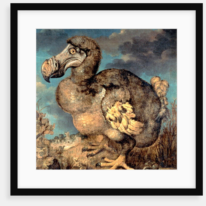 The Dodo, 1651 by Hans I Savery