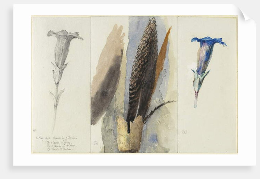 Study of a Feather, Flanked by Two Studies of a Gentian, 1875 by John Ruskin