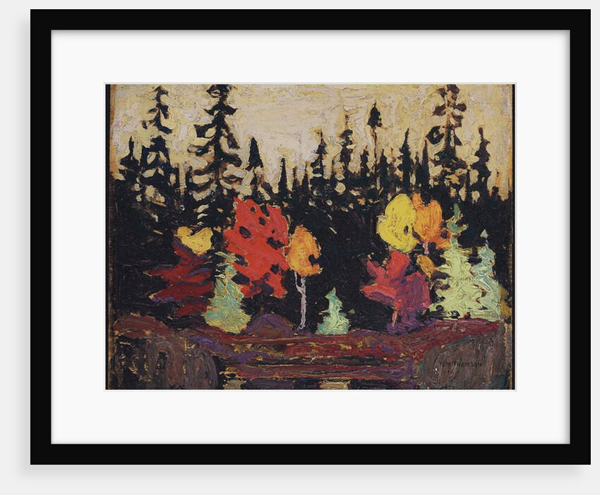 Black Spruce and Maple, 1915 by Thomas John Thomson