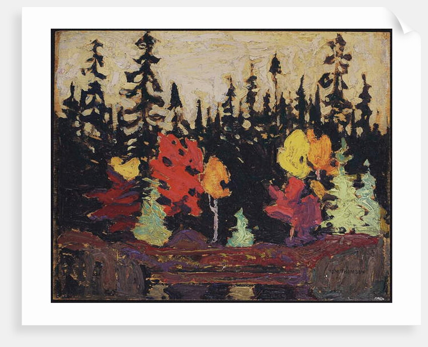 Black Spruce and Maple, 1915 by Thomas John Thomson