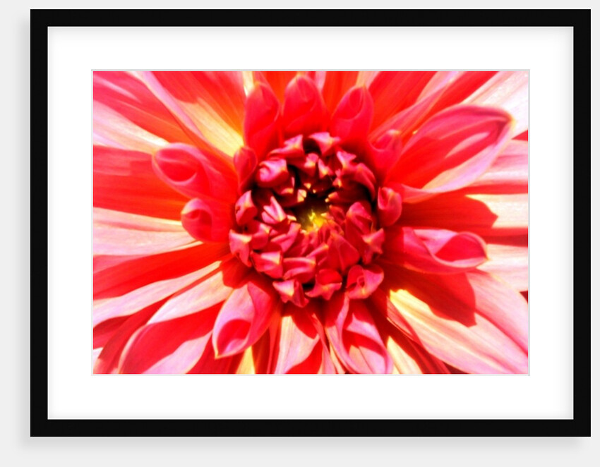 Total Victory by Sarah O'Toole