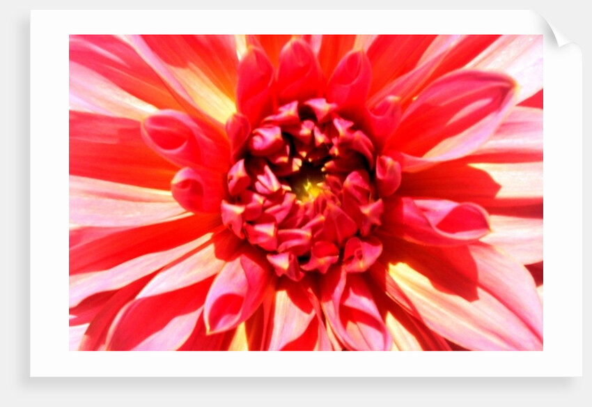 Total Victory by Sarah O'Toole