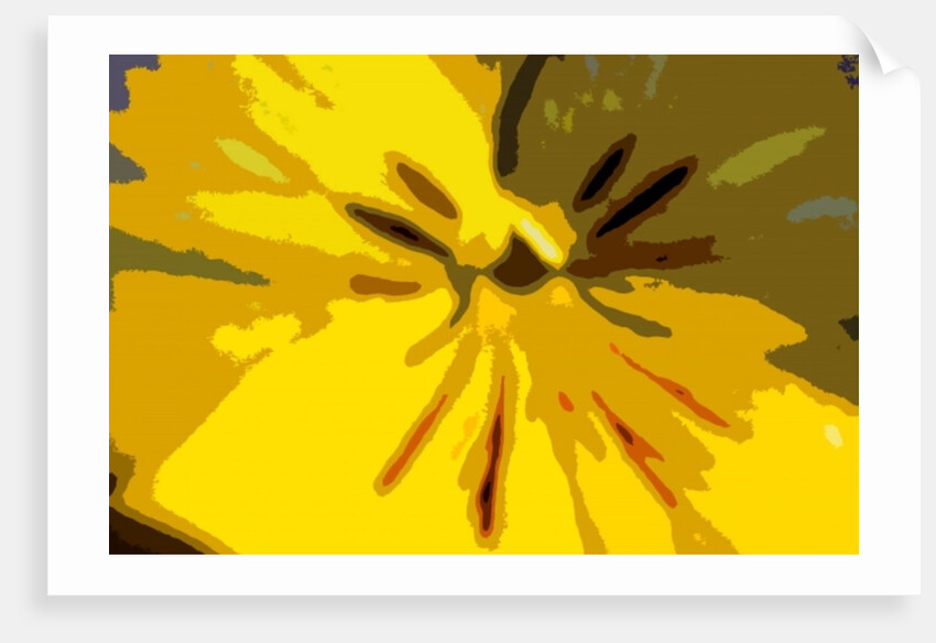 Urban Bloom by Sarah O'Toole