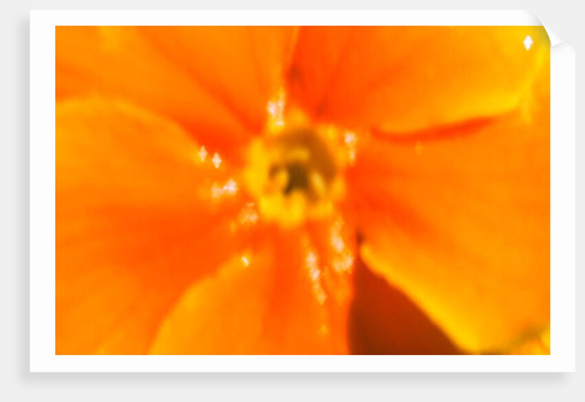 Winter Sunshine by Sarah O'Toole