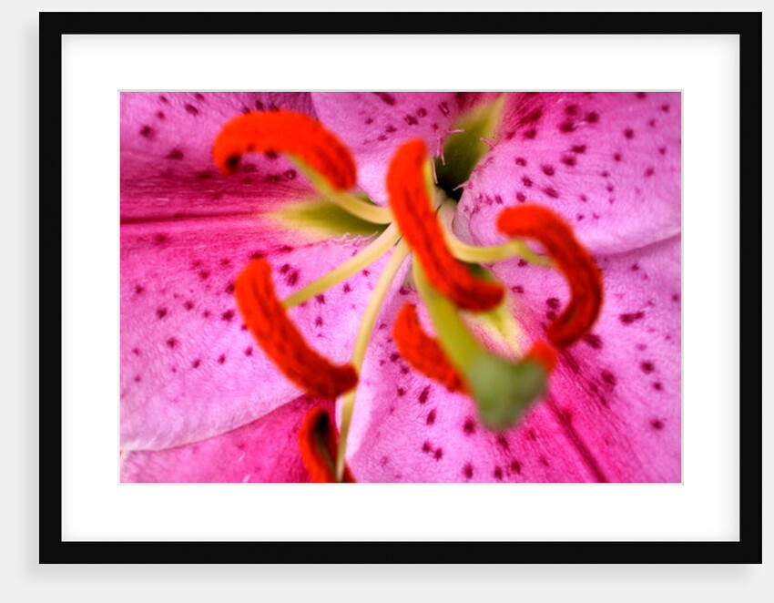 Pink Aroma by Sarah O'Toole