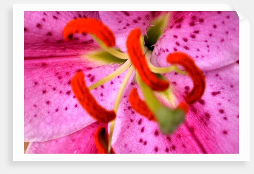 Pink Aroma by Sarah O'Toole