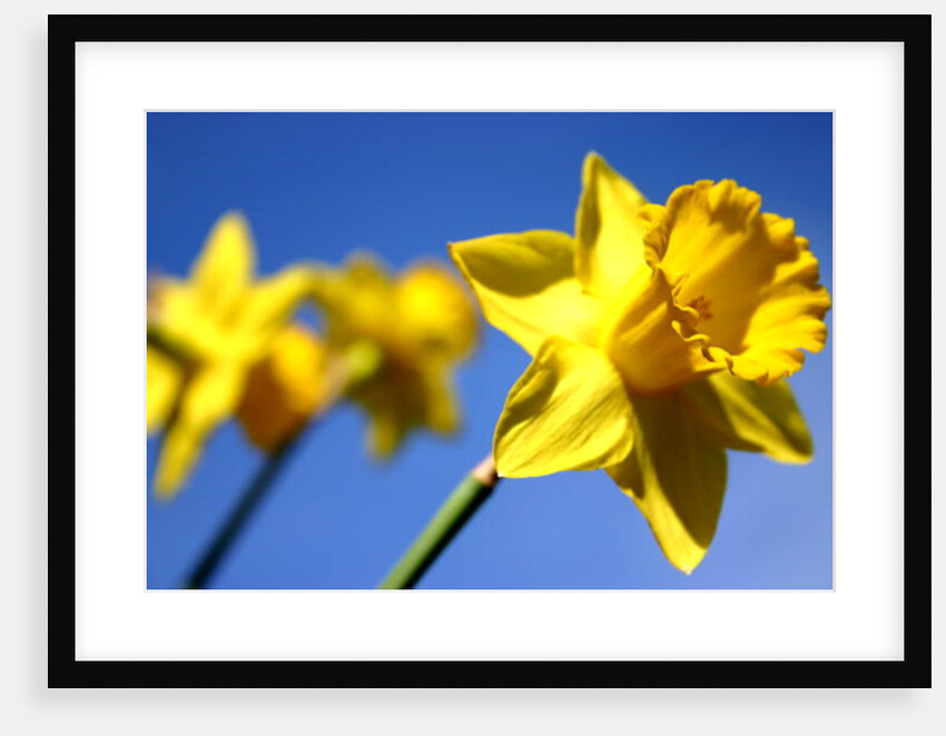Daffodil Line by Sarah O'Toole