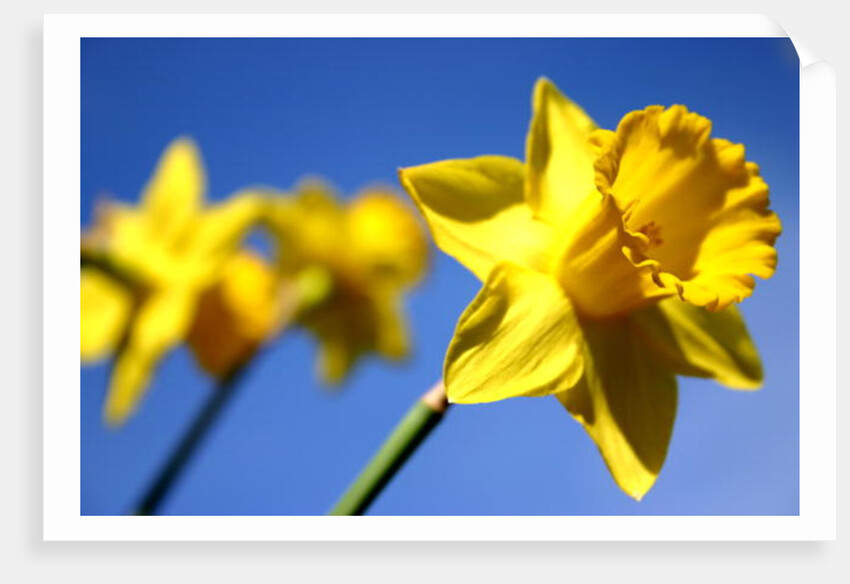 Daffodil Line by Sarah O'Toole