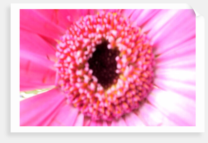 Bridesmaid Pink by Sarah O'Toole