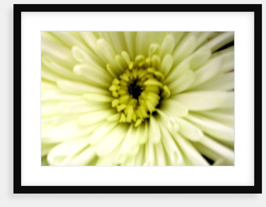 Birthday Flower by Sarah O'Toole