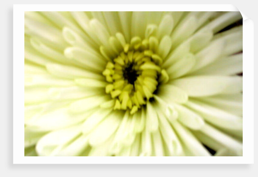 Birthday Flower by Sarah O'Toole