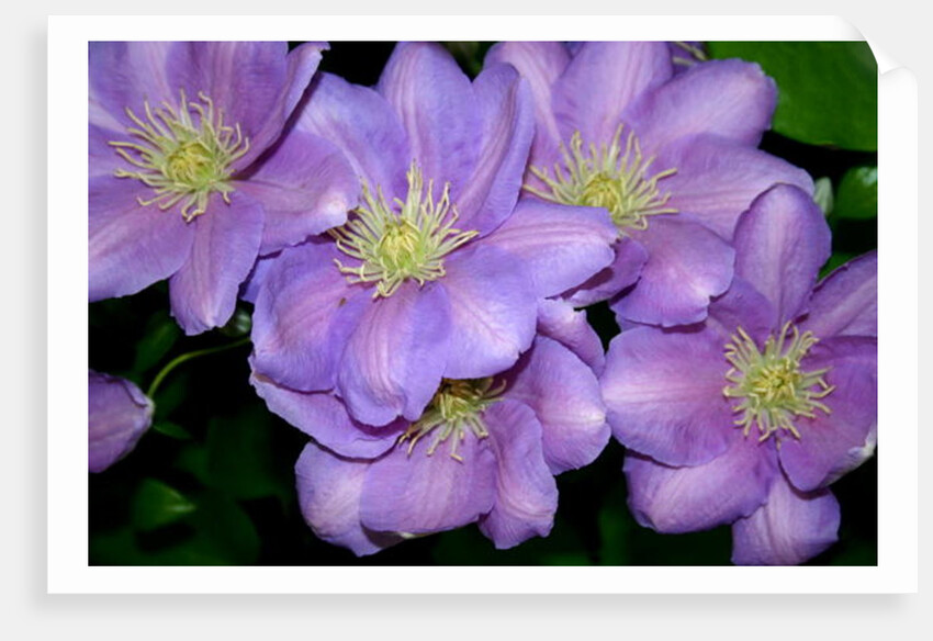 The Clematis Gang by Sarah O'Toole