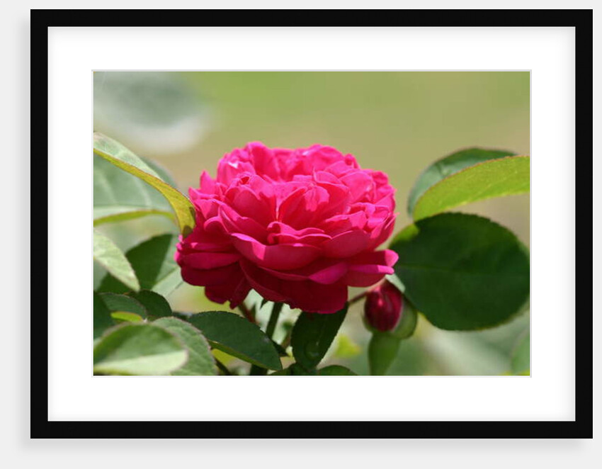 Garsington David Austin Rose, 2009 by Sarah O'Toole