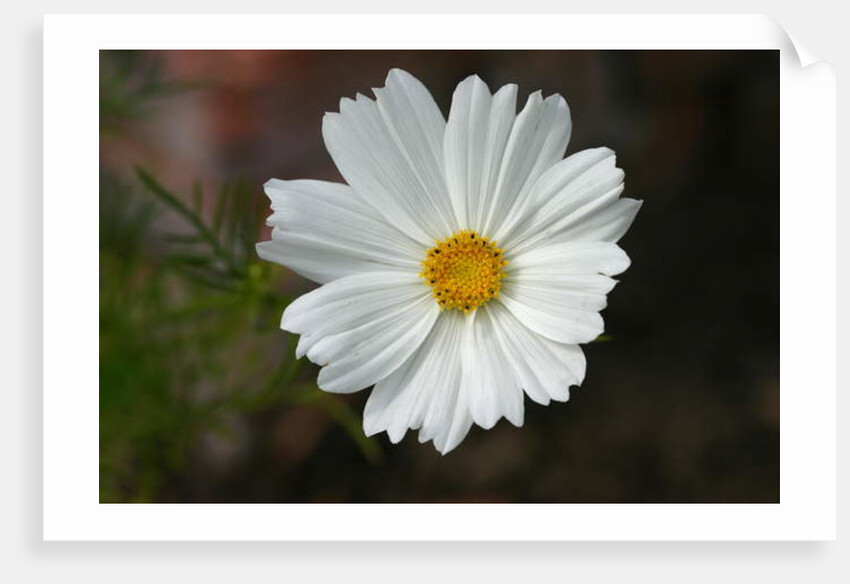 Garsington Cosmos, 2009 by Sarah O'Toole