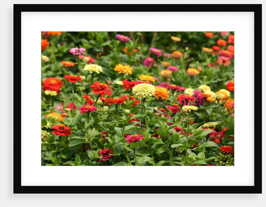 Garsington Dahlia and Cosmos, 2009 by Sarah O'Toole