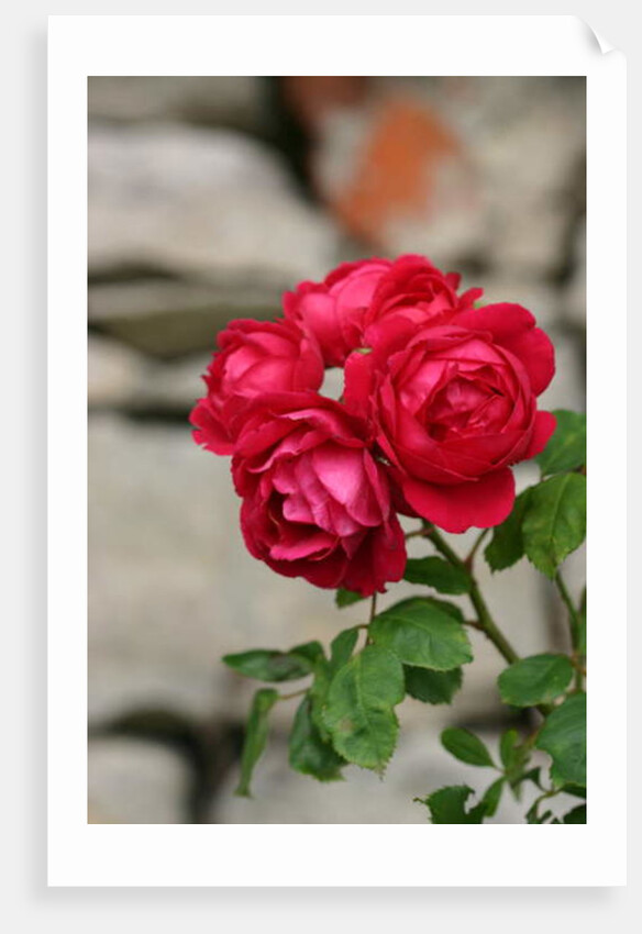 Garsington Rose, 2009 by Sarah O'Toole