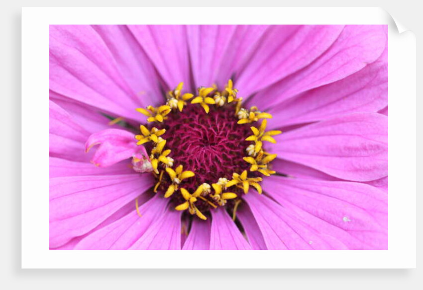 Garsington Papavev Poppy, 2009 by Sarah O'Toole