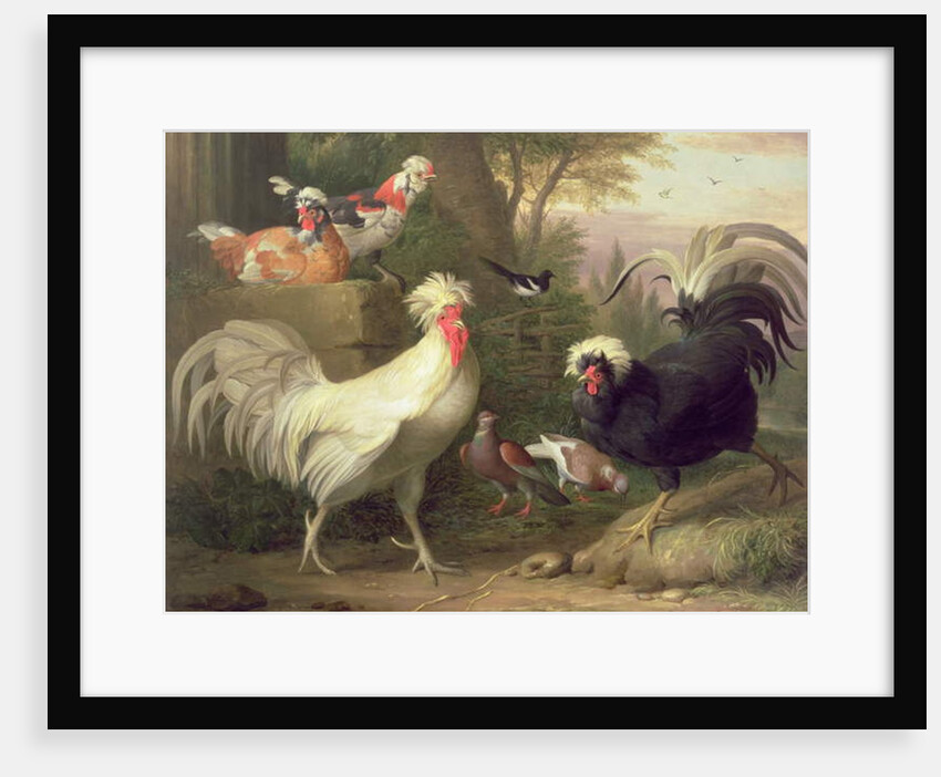 Cockerels and Pigeons by Jakob Bogdani or Bogdany