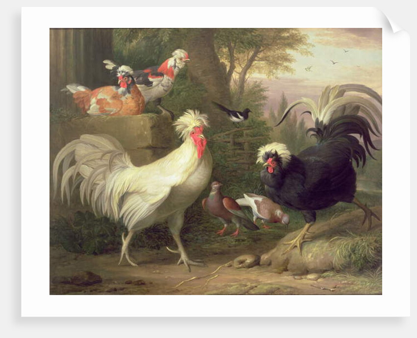 Cockerels and Pigeons by Jakob Bogdani or Bogdany