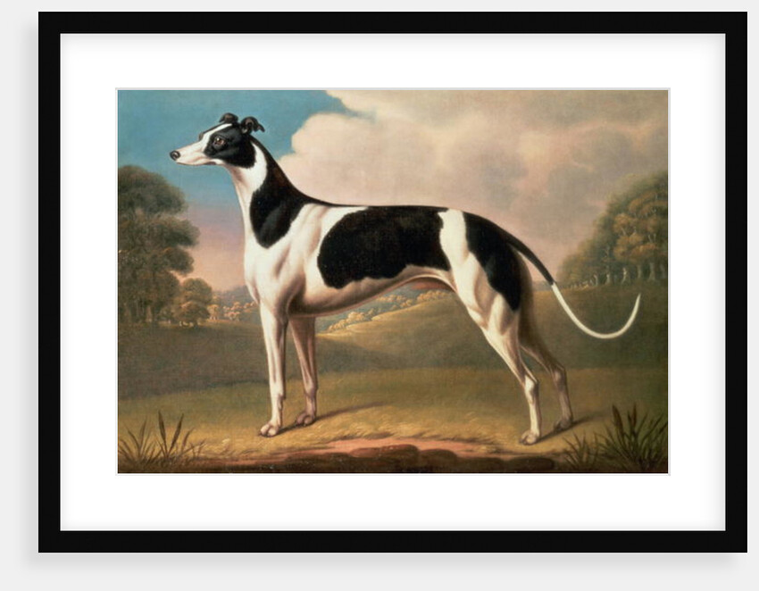 Greyhound, 1800 by Benjamin Killingbeck