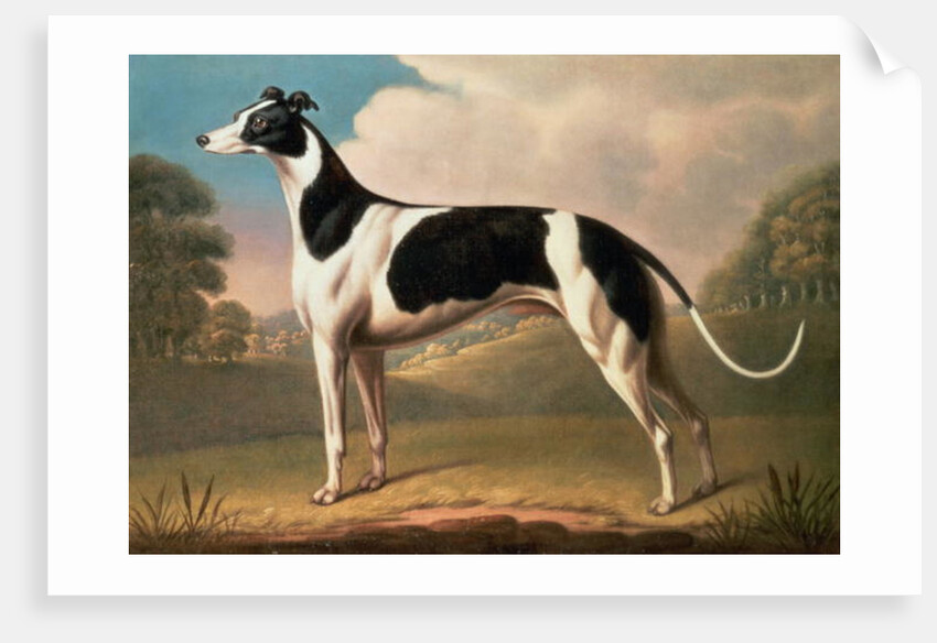 Greyhound, 1800 by Benjamin Killingbeck