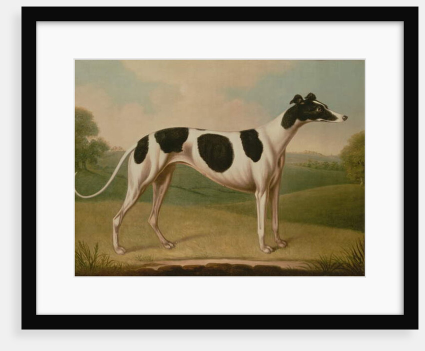 Greyhound, 1800 by Benjamin Killingbeck