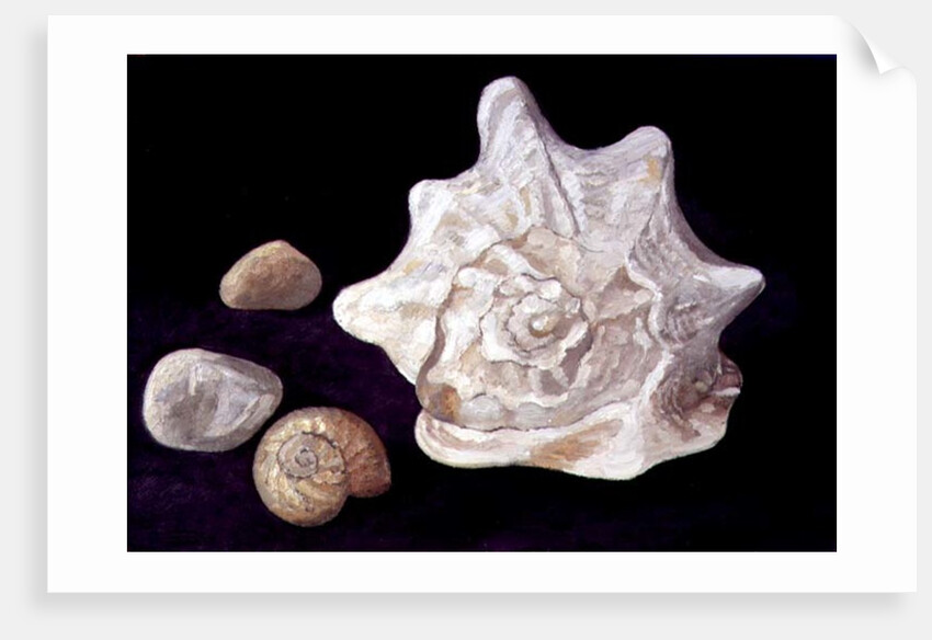 Conch Shell, 1995 by Peter Davidson