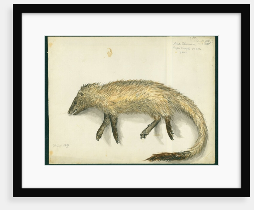 Mongoose, 1872 by Claude Conder