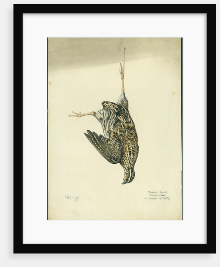 Quail, 1872 by Claude Conder