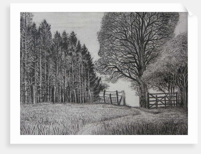 The Forest Path - Spring by Peter A Ford