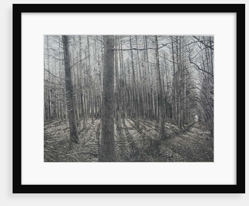 Winter Sun by Peter A Ford