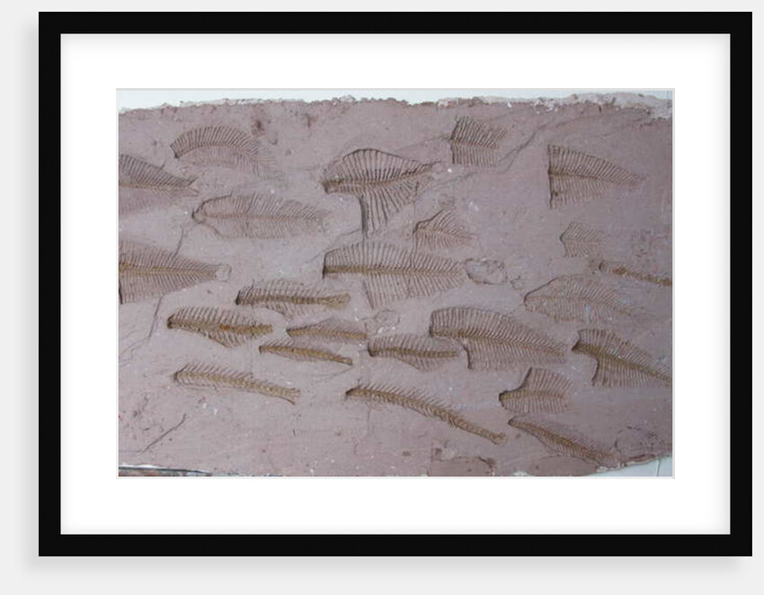 Shoal by Peter A Ford