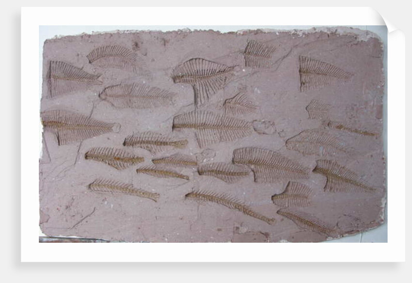 Shoal by Peter A Ford