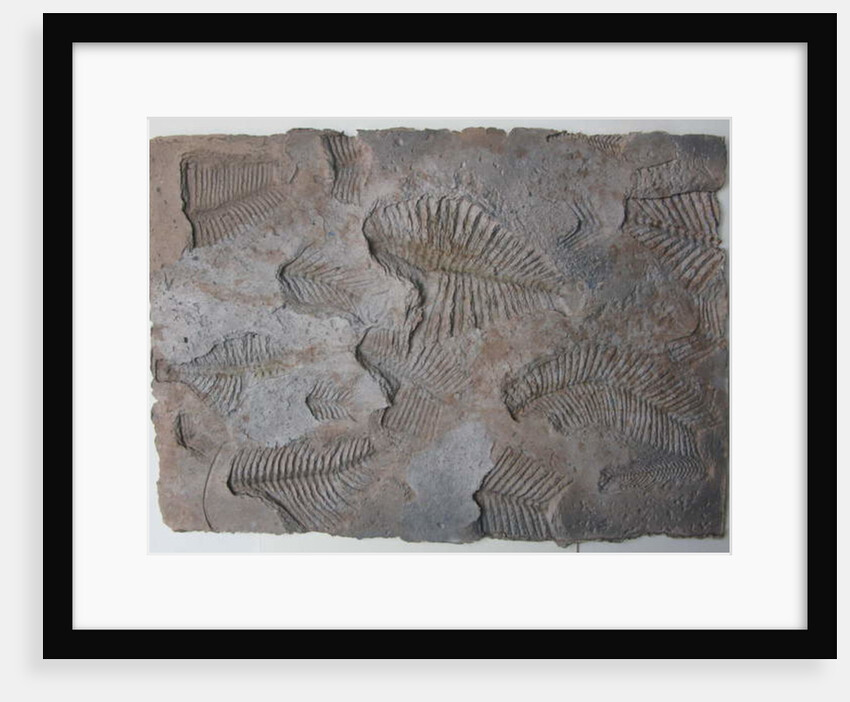 Signs of Life XIV by Peter A Ford