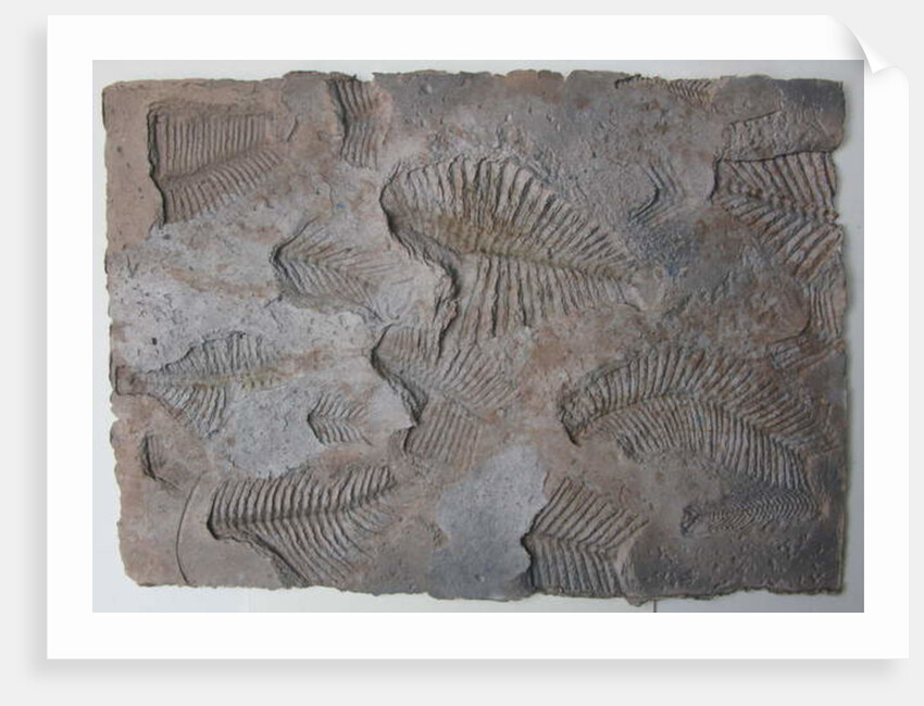 Signs of Life XIV by Peter A Ford