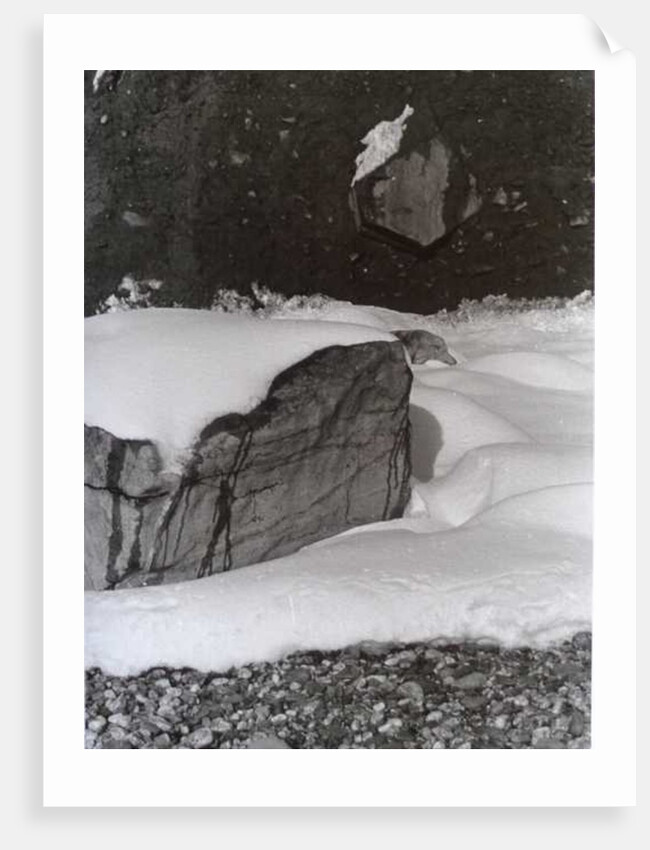 VINTAGE B&W PHOTO No.3, 1985 by Peter McClure