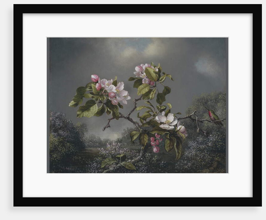 Apple Blossoms and Hummingbird, 1871 by Martin Johnson Heade