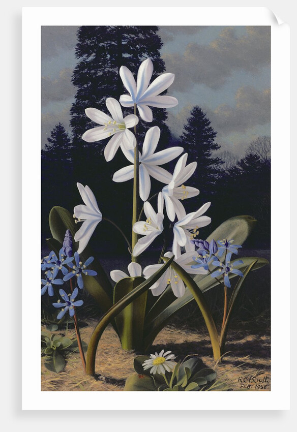 Scillas by Raymond Booth