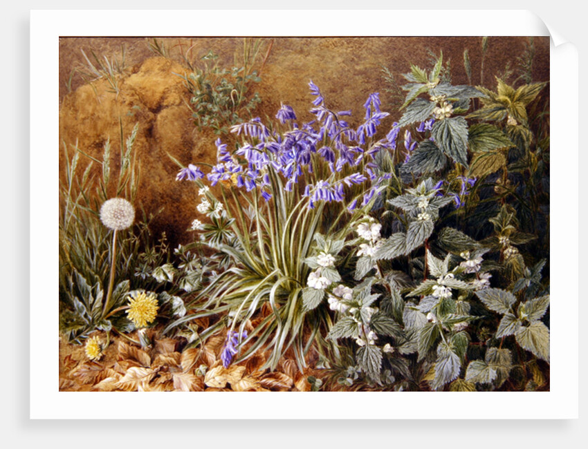 Wild Flowers by Marian Emma Chase