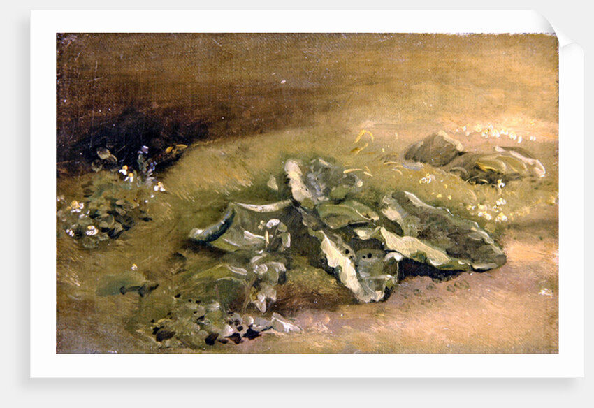 A Study of Burdock by John Constable