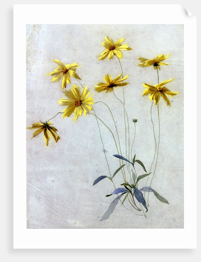 Study of Yellow Daisies, a Design for wallpaper by English School