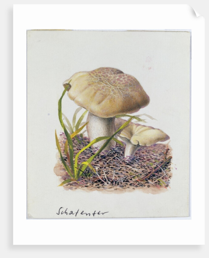 Study of Fungi by Josef Fleischmann