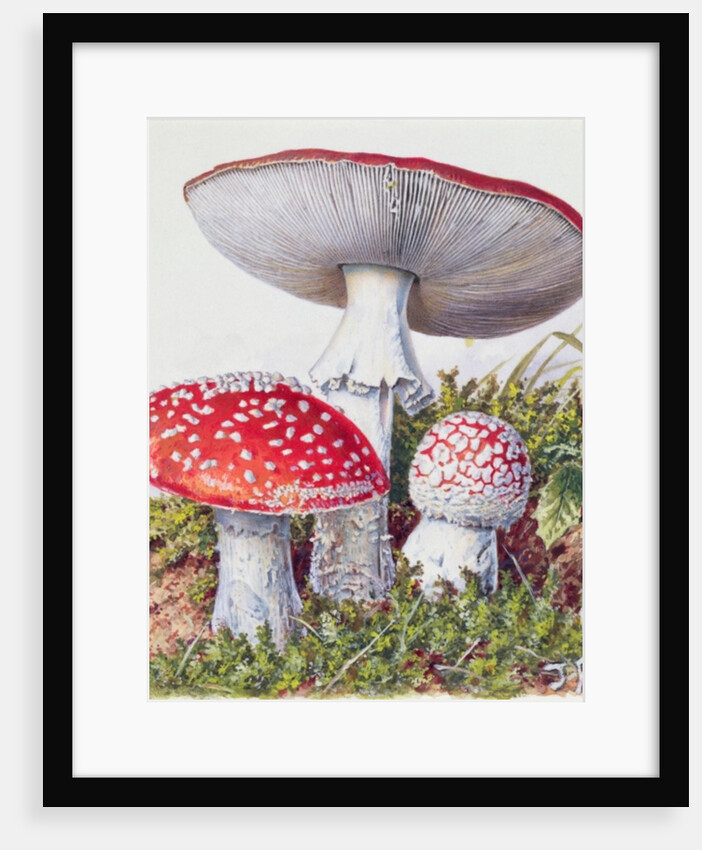 Study of Fungus by Josef Fleischmann