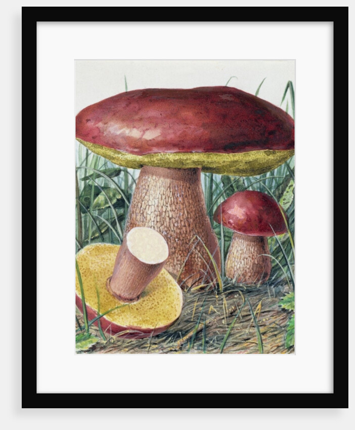 Study of Fungus by Josef Fleischmann