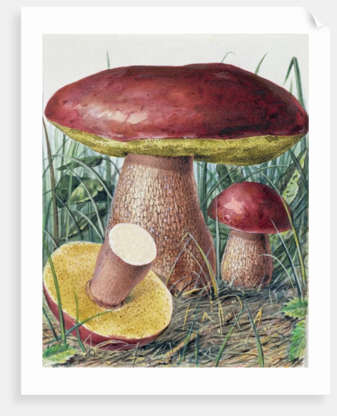 Study of Fungus by Josef Fleischmann